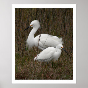 Two Egret Birds Wildlife Animals Print