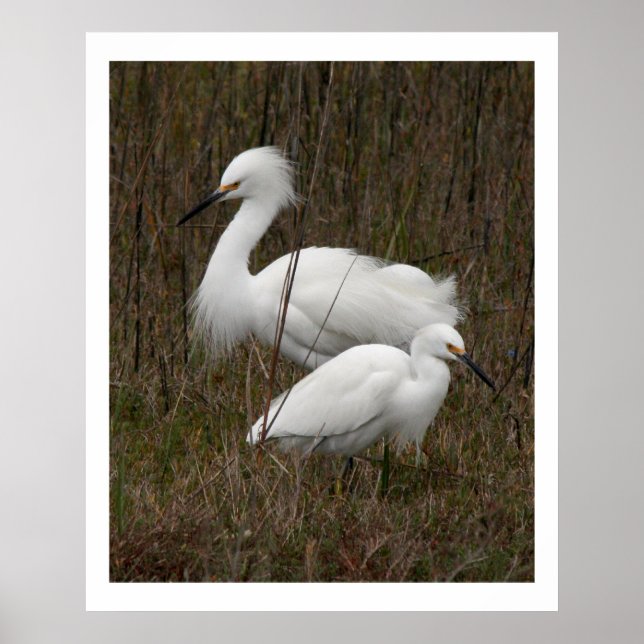 Two Egret Birds Wildlife Animals Print (Front)