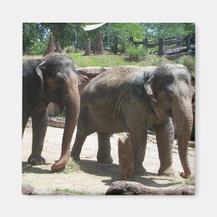 Two Elephants Magnet