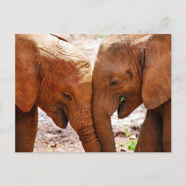 Two Elephants Together showing affection Postcard (Front)