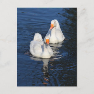 Two Emden Geese II Postcard