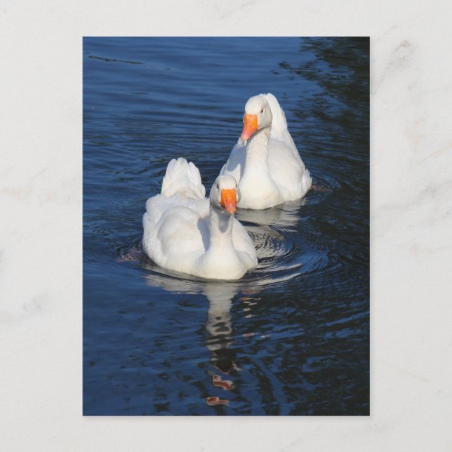 Two Emden Geese II Postcard (Front)