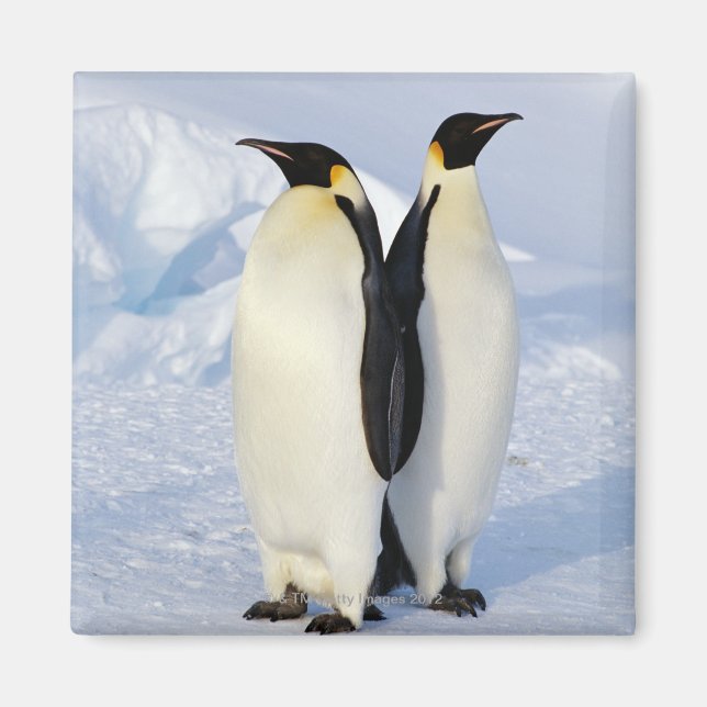 Two Emperor Penguins in Antarctica Magnet (Front)