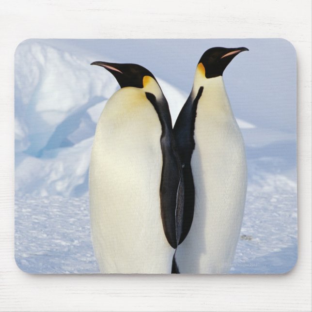 Two Emperor Penguins in Antarctica Mouse Pad (Front)