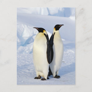 Two Emperor Penguins in Antarctica Postcard