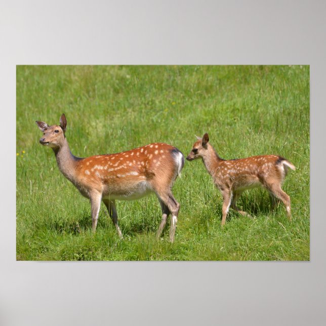 Two fallow deer in grass poster (Front)