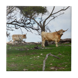 Two Fawn Highland Cows in Peaceful Country Lands, Ceramic Tile