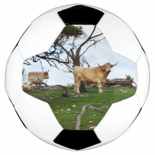 Two Fawn Highland Cows in Peaceful Country Lands, Soccer Ball