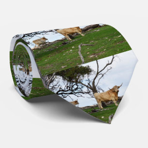 Two Fawn Highland Cows in Peaceful Country Lands, Tie