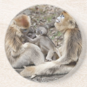 Two female Golden Monkeys with newborns Coaster