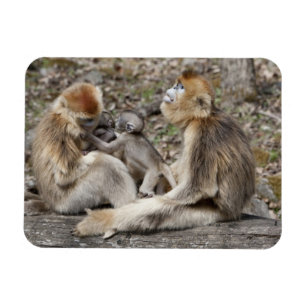 Two female Golden Monkeys with newborns Magnet