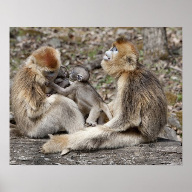 Two female Golden Monkeys with newborns Poster (Front)