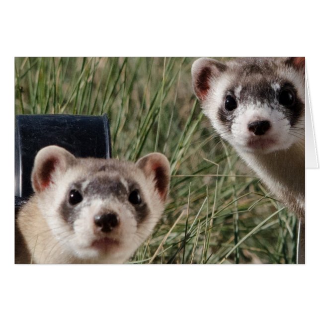 Two Ferrets (Front Horizontal)