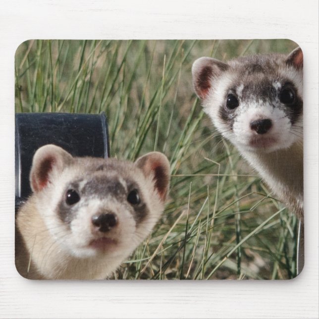Two Ferrets Mouse Pad (Front)