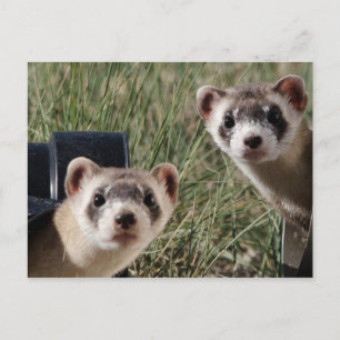 Two Ferrets Postcard