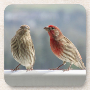 Two Finches Flirting. Coaster