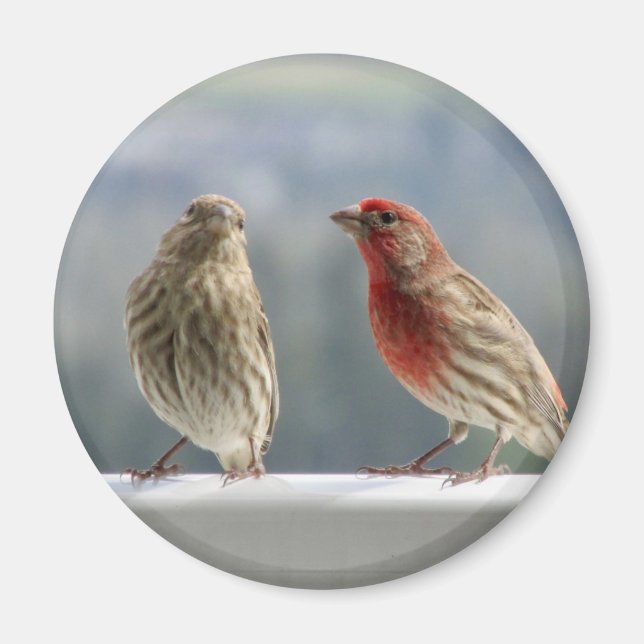 Two Finches Flirting. Magnet (Front)