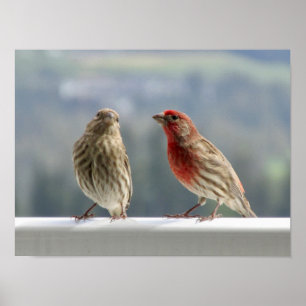 Two Finches Flirting. Poster