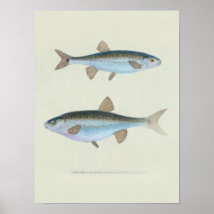 Two Fish Zoological Drawing  Poster