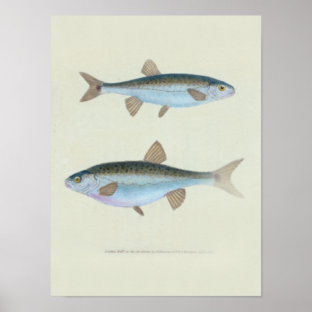 Two Fish Zoological Drawing  Poster (Front)