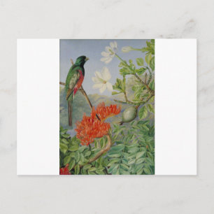 Two Flowering Shrubs of Natal and a Trogon Postcard
