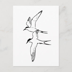 Two Flying Arctic Terns Postcard