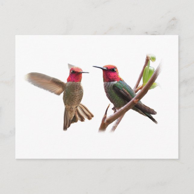 TWO FLYING JEWELS POSTCARD (Front)