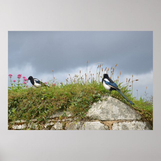 Two For Joy - Magpies On A Wall Poster (Front)