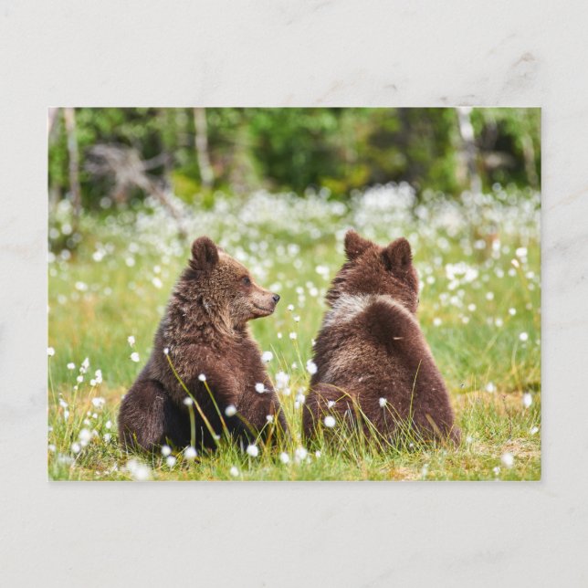 Two friend bears postcard (Front)