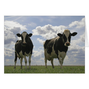 Two Friesian cows