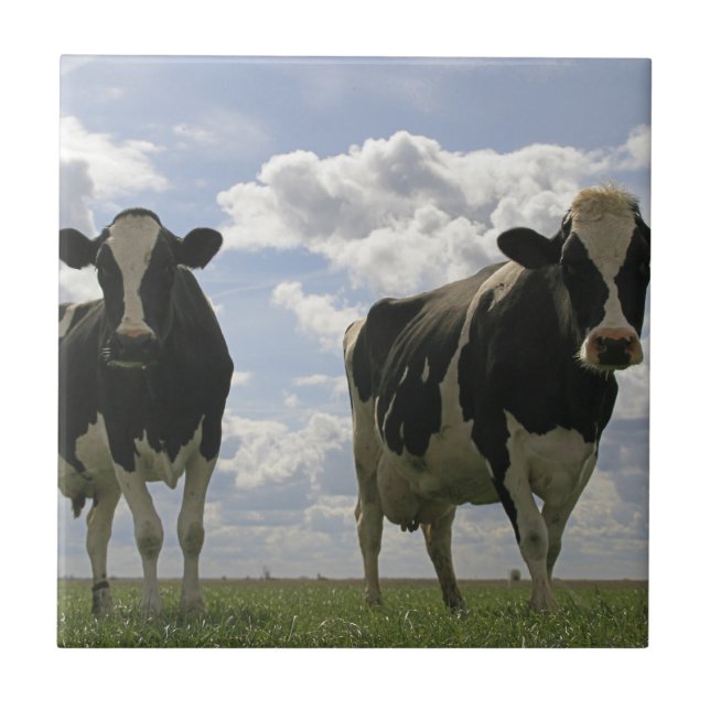 Two Friesian cows Ceramic Tile (Front)