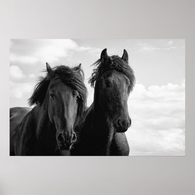 Two Friesian stallions. Poster (Front)