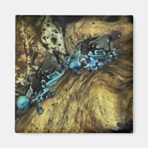 Two frogs hanging out magnet
