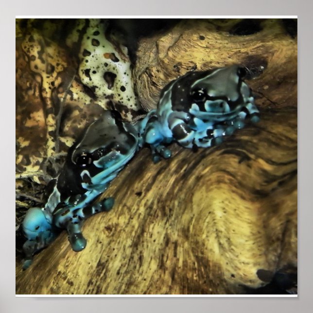 Two frogs hanging out print (Front)