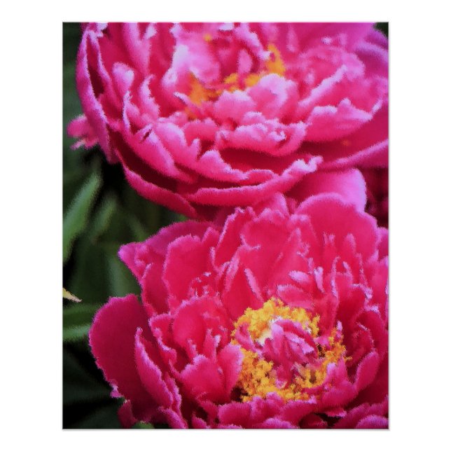 Two Fuchsia Peony Blooms Painting Poster (Front)