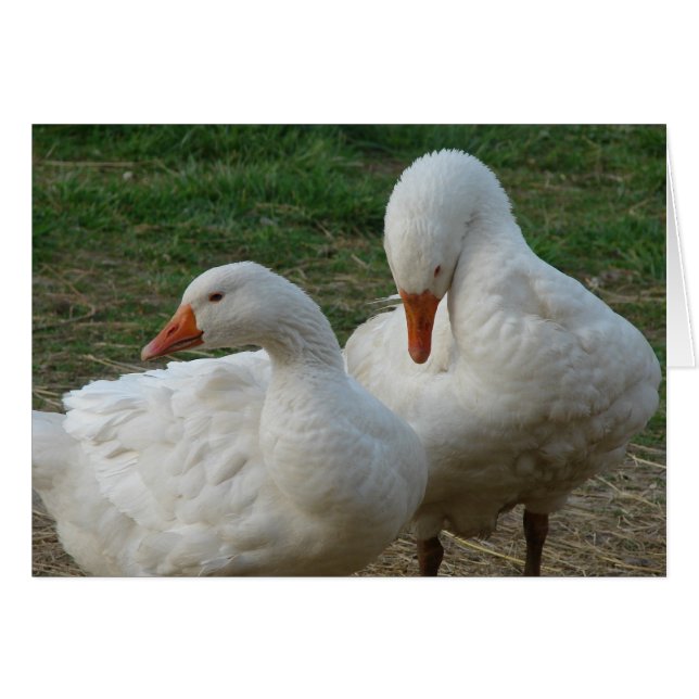 Two Geese (Front Horizontal)