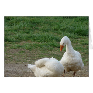 Two Geese