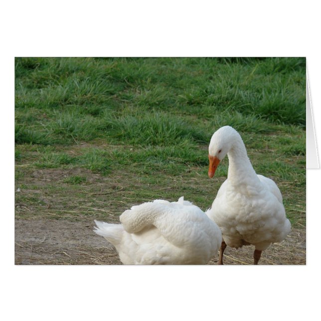 Two Geese (Front Horizontal)