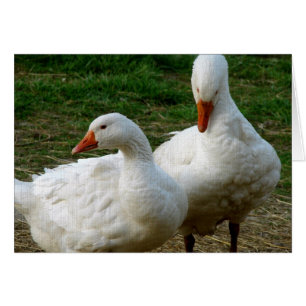 Two Geese