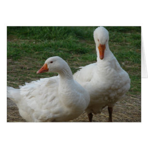 Two Geese