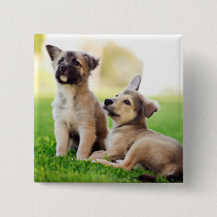 Two German Shepherd Puppies 15 Cm Square Badge