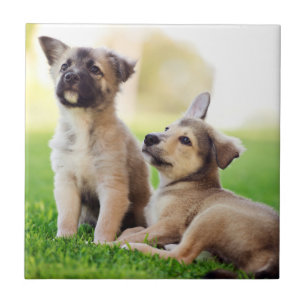Two German Shepherd Puppies Ceramic Tile