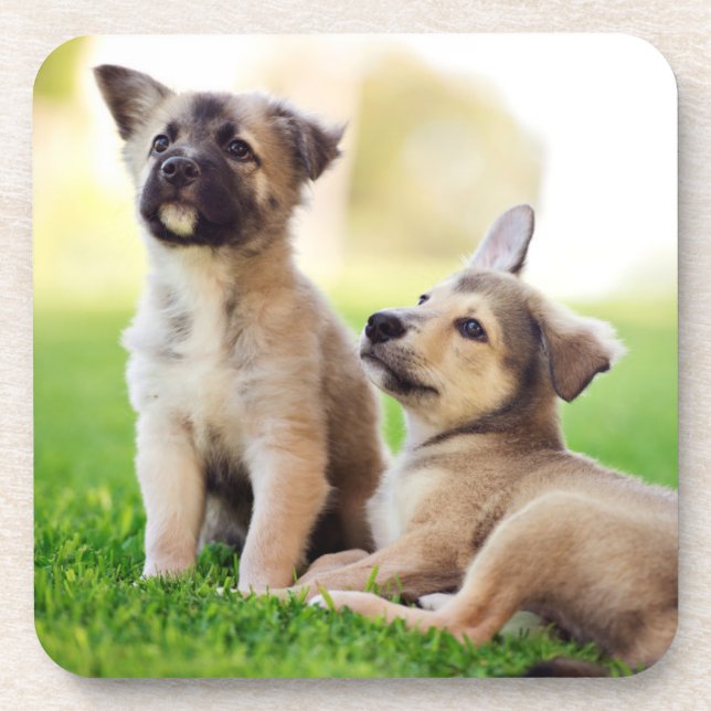 Two German Shepherd Puppies Coaster (Front)