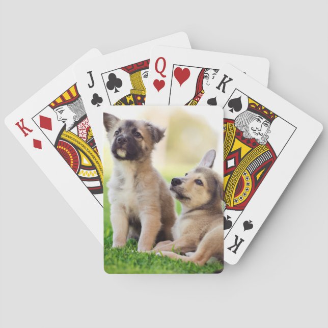 Two German Shepherd Puppies Playing Cards (Back)