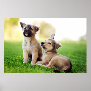Two German Shepherd Puppies Poster