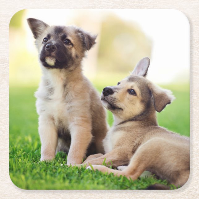 Two German Shepherd Puppies Square Paper Coaster (Front)