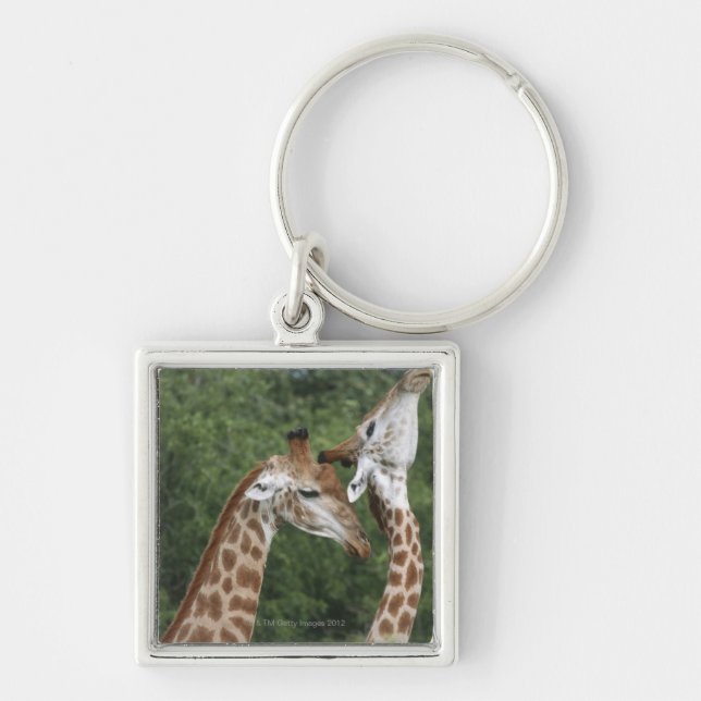 Two Giraffe (Giraffa camelopardalis) necking, Key Ring (Front)