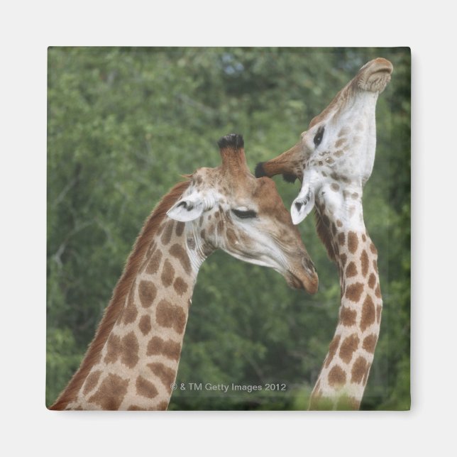 Two Giraffe (Giraffa camelopardalis) necking, Magnet (Front)