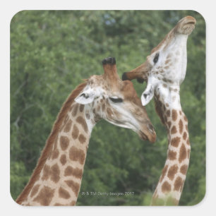 Two Giraffe (Giraffa camelopardalis) necking, Square Sticker