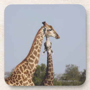 Two Giraffe, Kruger National Park, South Africa Coaster